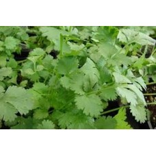 Cilantro Slow Bolting Also Known Ascoriander Chinese Parsley Great Herb Heirloom Vegetable 1,200 Seeds   